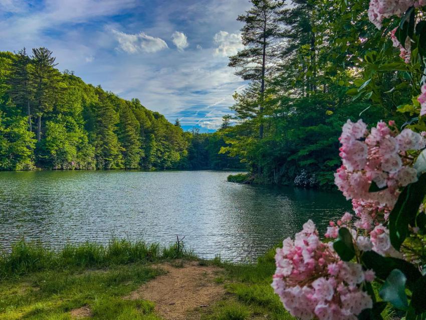 Lake view with mountain laurel blooming 2023 11 27 05 16 51 utc