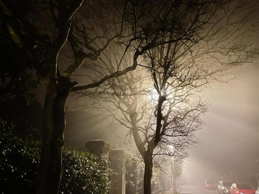 Light of urban lantern is scattered by branches 2024 10 18 05 10 30 utc