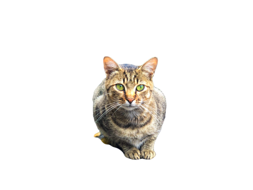Portrait of cute cat with green eyes sitting on th 2023 11 27 05 09 14 utc
