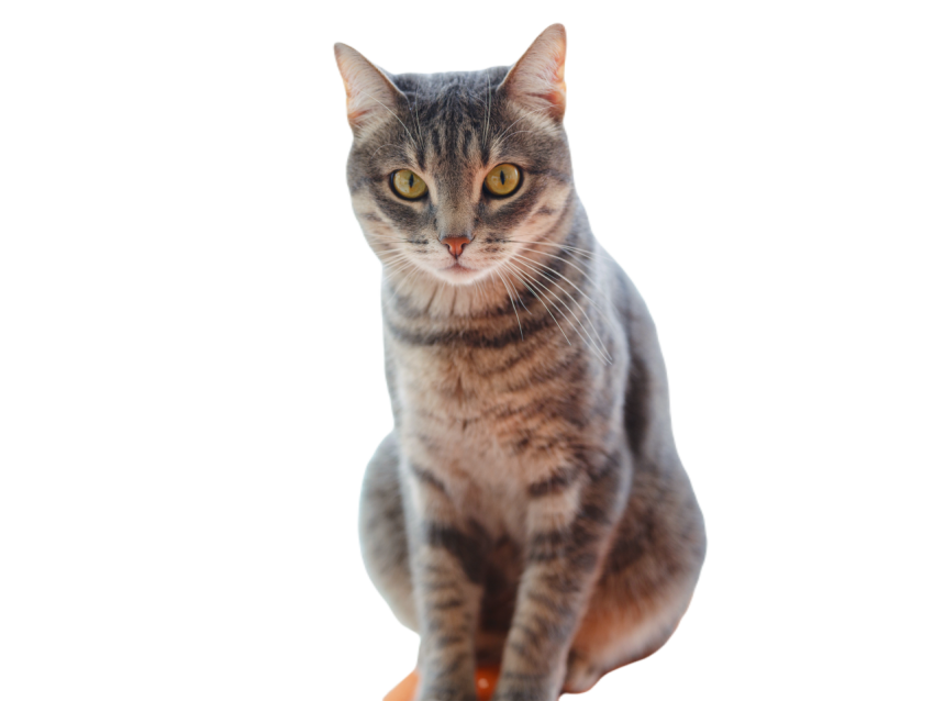 Grey cat at home home comfort and rest 2023 12 04 16 35 11 utc