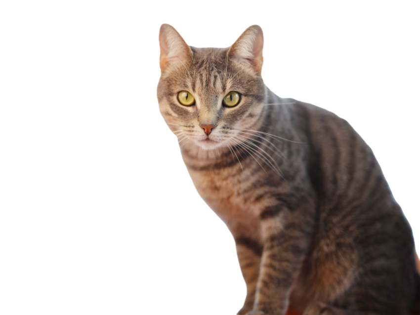 Grey cat at home home comfort and rest 2023 12 04 16 33 10 utc