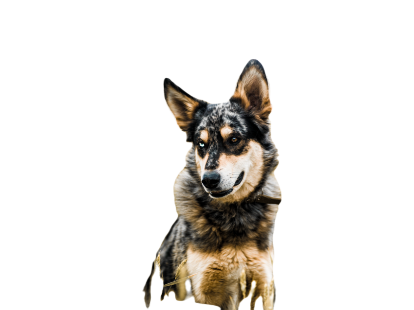 Dog 2024 12 06 03 30 27 utc