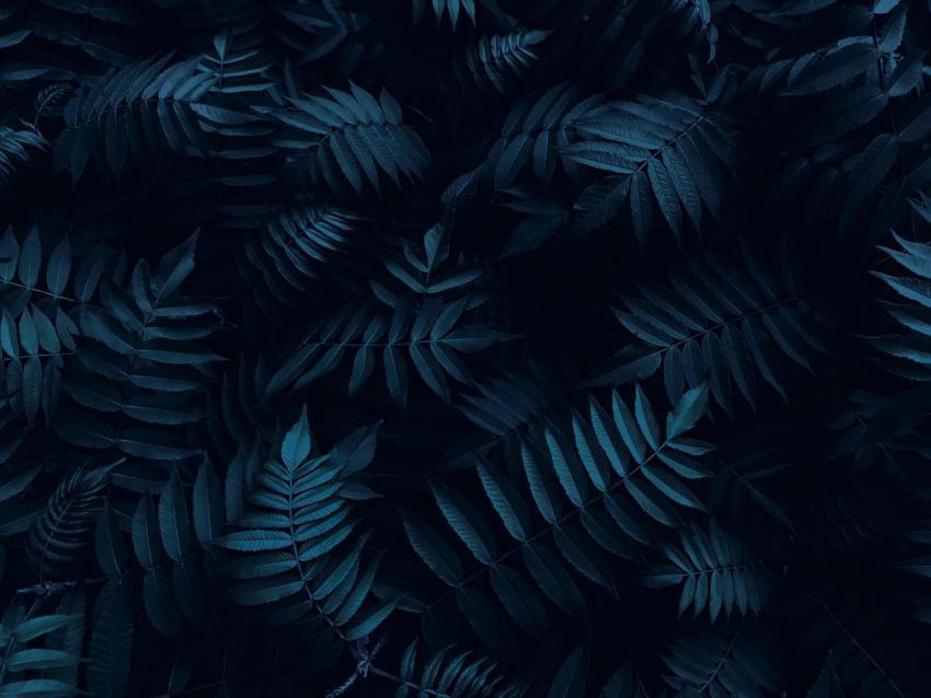 Dark green blue topical leaves night light natural 2023 11 27 04 56 07 utc