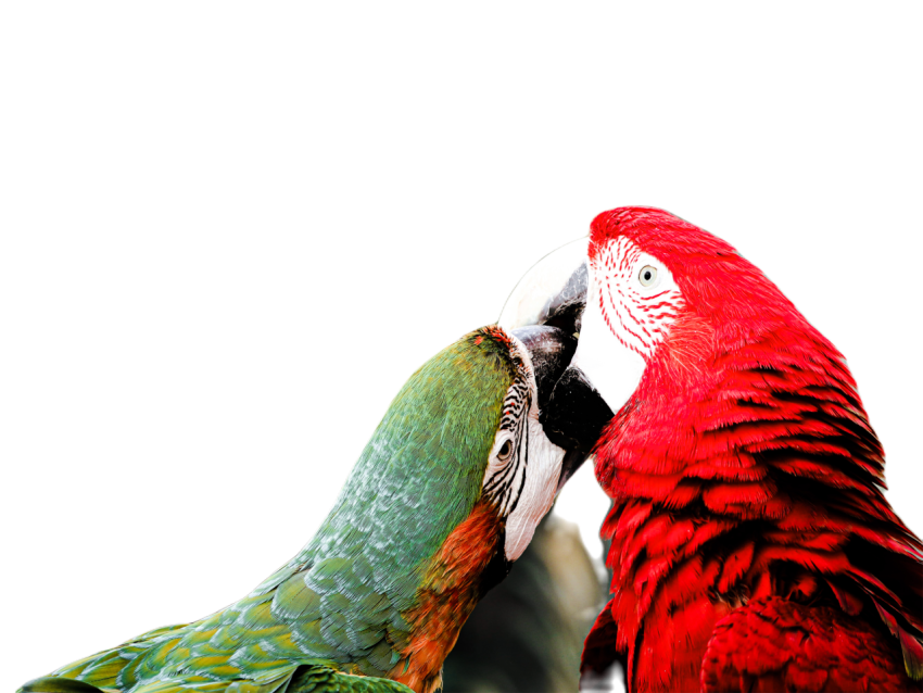Parrots in the world png file 314