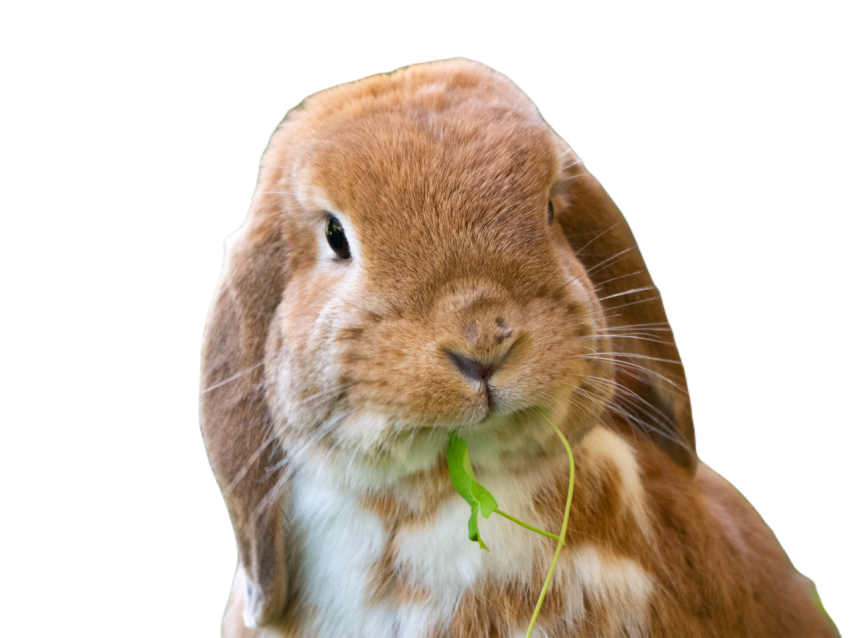 Rabbit 7856823