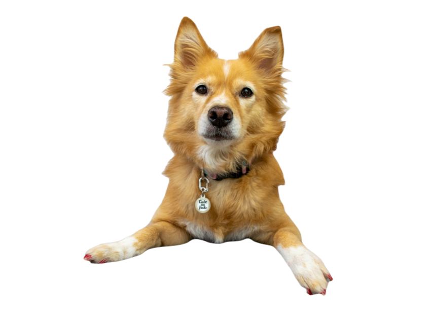 Cute dog laying on grey bed 2024 12 02 13 24 43 utc