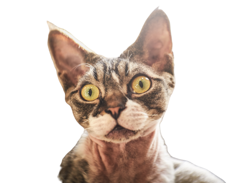 Hairless canadian sphinx posing on camera 2023 11 27 05 04 40 utc