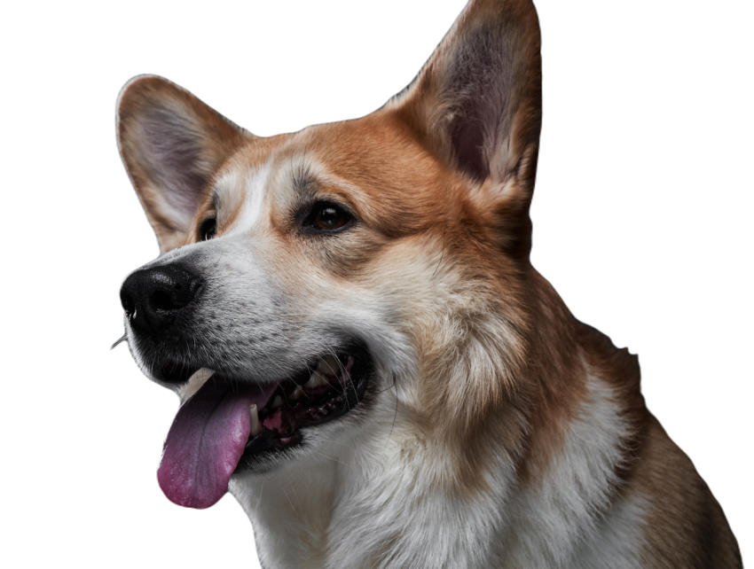 Beautiful refreshing redhead welsh dog head portra 2023 11 27 05 36 38 utc