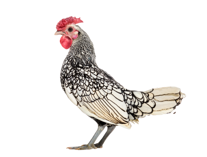 Sebright chicken standing against white backgroun 2024 09 26 22 49 48 utc