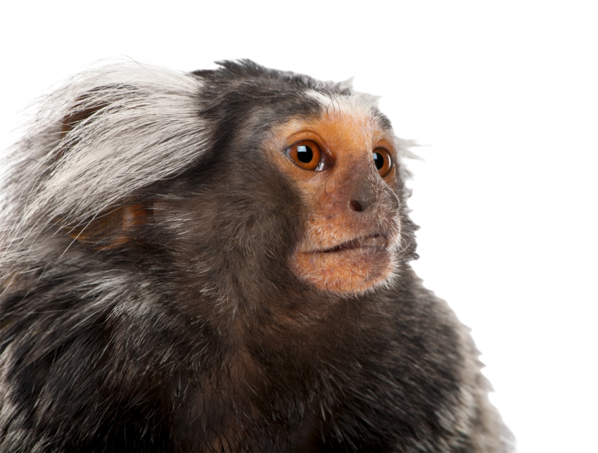Common marmoset callithrix jacchus 2 years old 2024 09 27 10 40 18 utc