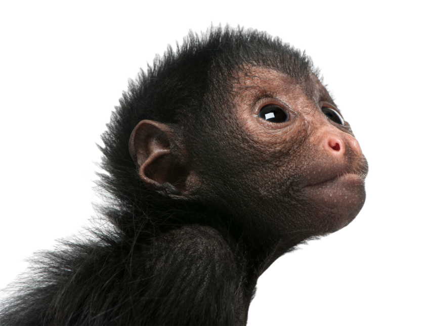 Close up of red faced spider monkey ateles panisc 2024 09 27 03 18 26 utc