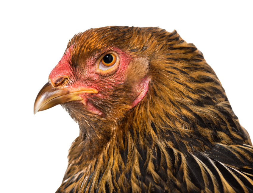 Brahma hen close up against white background 2024 09 26 22 17 04 utc
