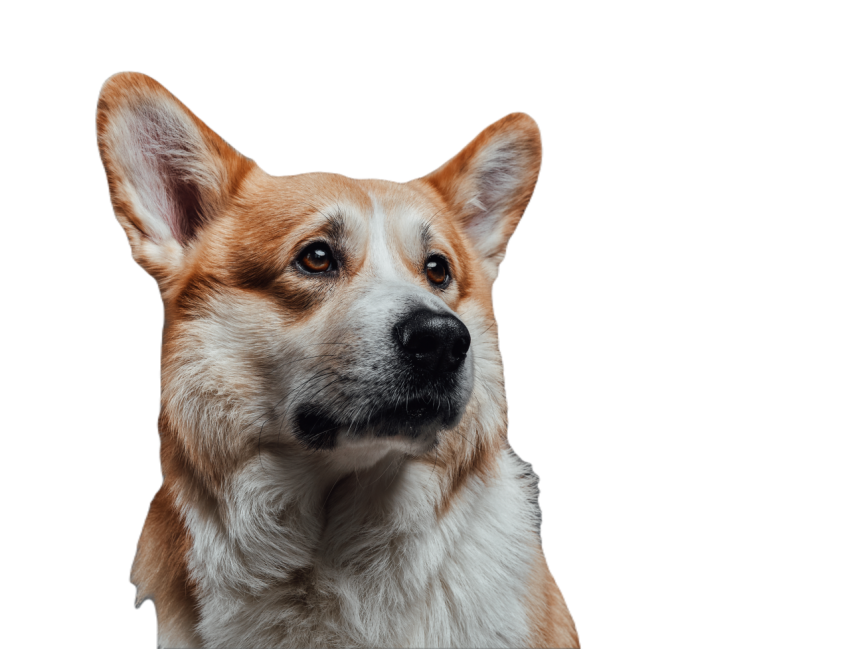 Close up horizontal portrait of hungry dog 2023 11 27 05 31 20 utc