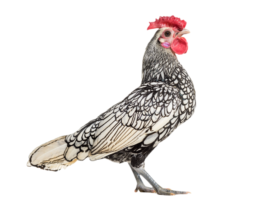 Sebright chicken standing against white backgroun 2024 09 26 18 52 53 utc