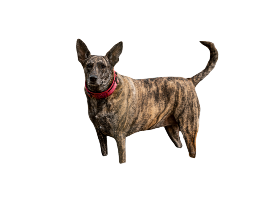 Dutch shepherd standing in the water 2024 03 11 18 03 06 utc