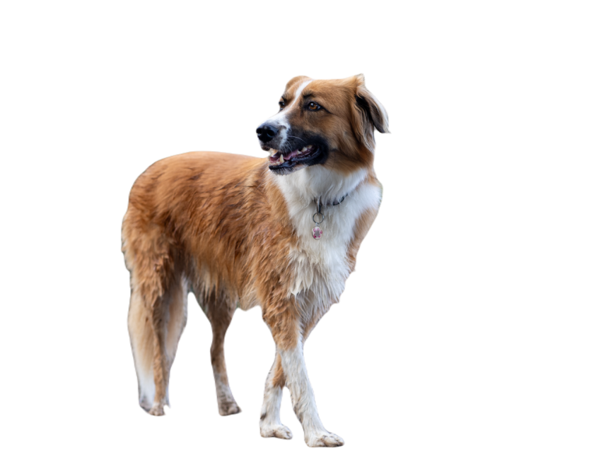 Brown and white dog walking in a park with the own 2024 03 11 18 03 06 utc