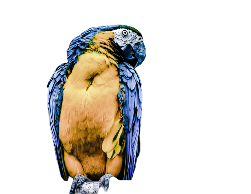 Parrots in the world png file 263