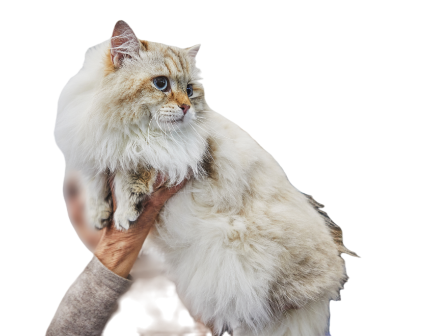 Siberian cat in the hands of the owner 2023 11 27 04 55 56 utc