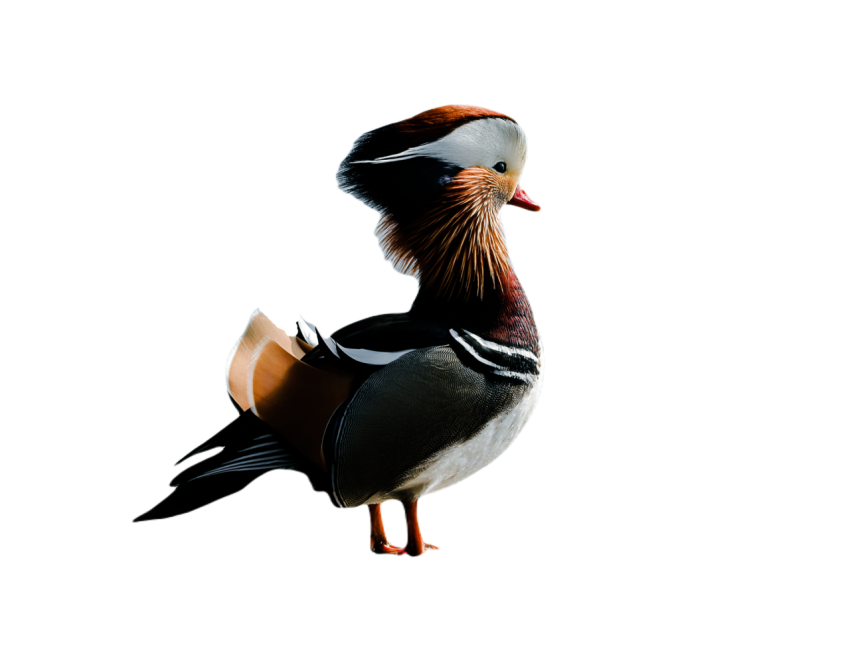 Duck png file, animal free download (frefile com) 11