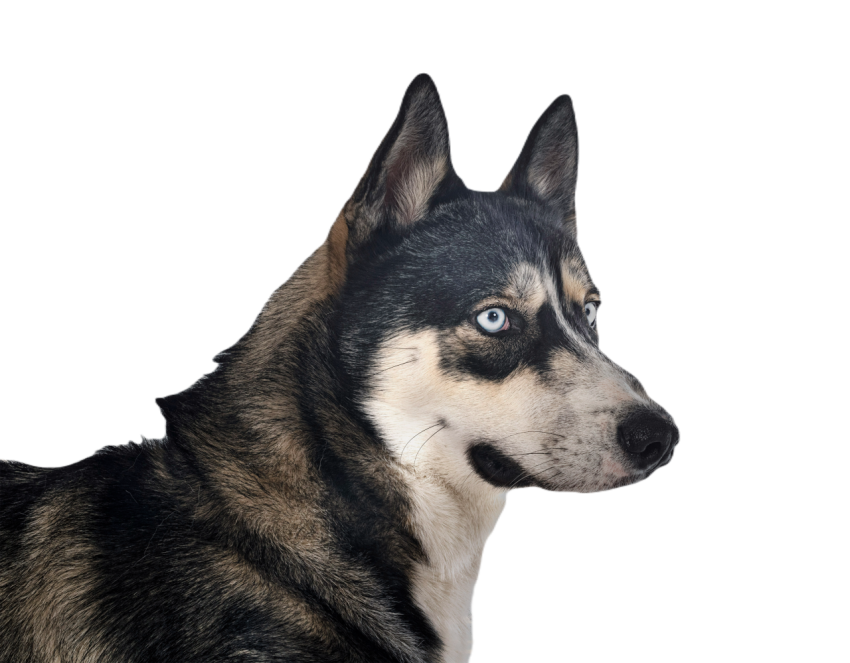 Siberian husky in studio 2024 12 06 16 07 14 utc