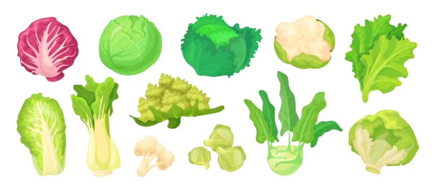Vegetables png file free download (frefile com) 205