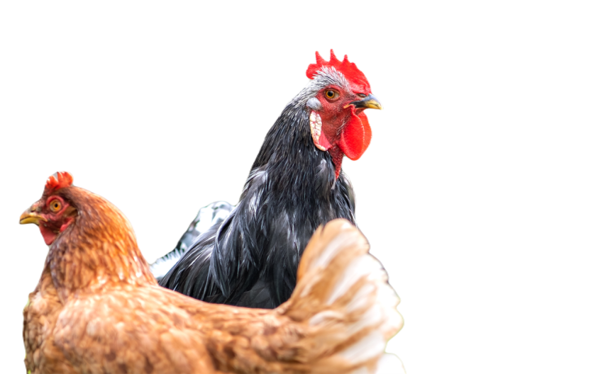 Hens feeding on traditional rural barnyard close 2024 12 06 22 16 09 utc