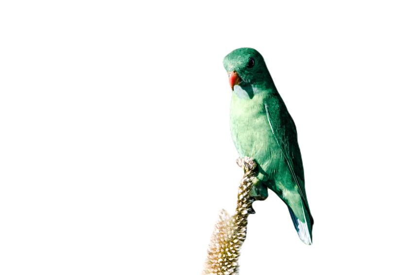 Parrots in the world png file 232
