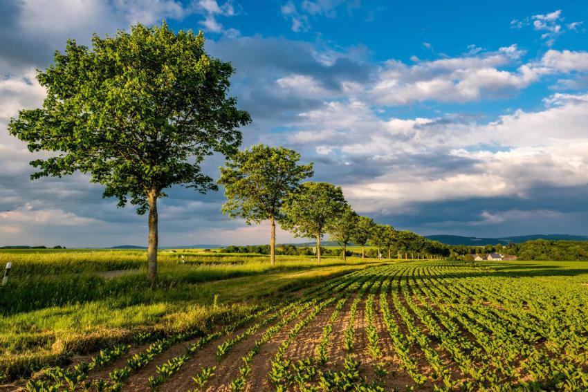 Rows of young green plants on a fertile field with 2024 10 11 05 23 06 utc