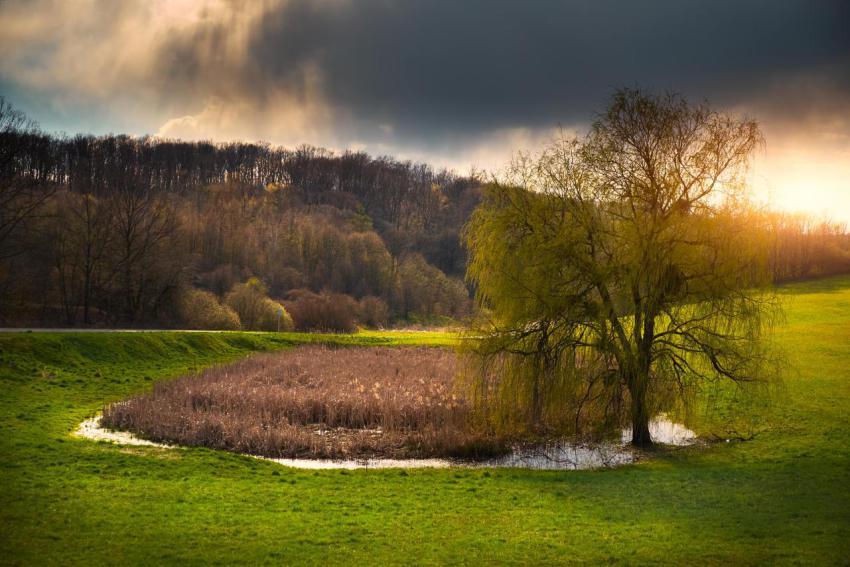 Willow near pond on spring countryside 2024 09 22 10 17 32 utc