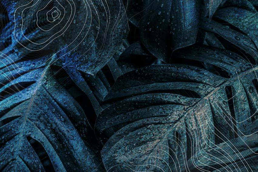Dark blue monstera leaf background illustration 2023 11 27 04 58 57 utc