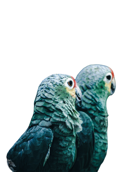 Parrots in the world png file 63