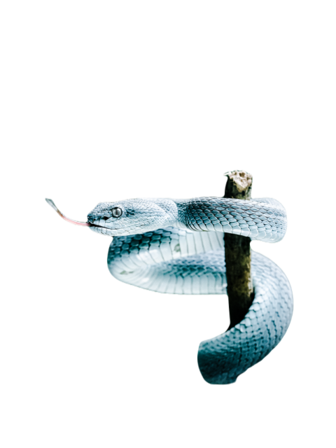 Snake png file free download (frefile com) 54