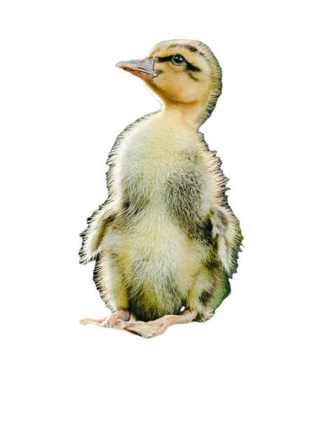 Duck png file, animal free download (frefile com) 43