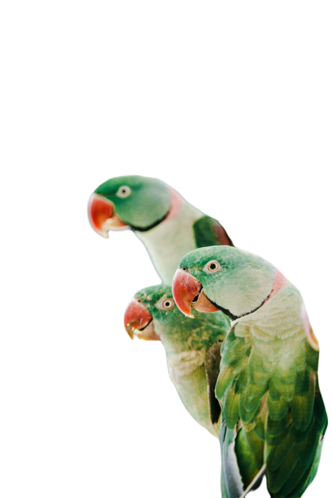 Parrots in the world png file 279