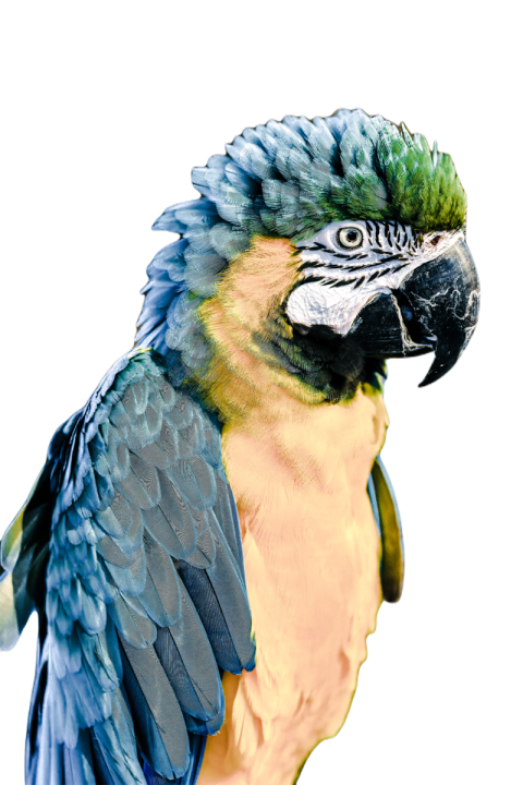 Parrots in the world png file 304
