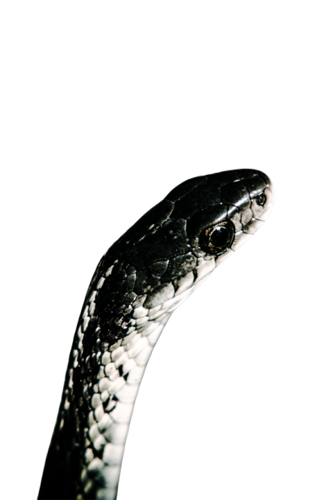 Snake png file free download (frefile com) 6