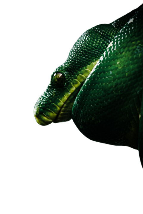 Snake png file free download (frefile com) 16