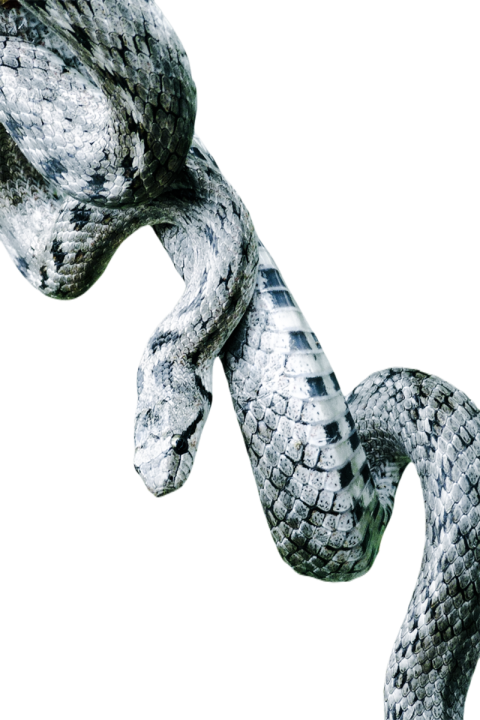 Snake png file free download (frefile com) 31