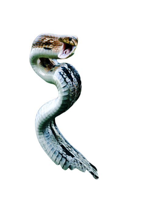 Snake png file free download (frefile com) 41