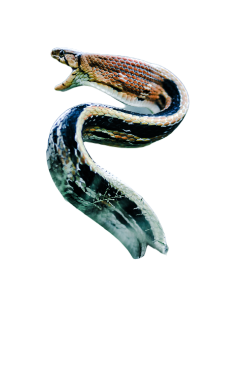 Snake png file free download (frefile com) 42