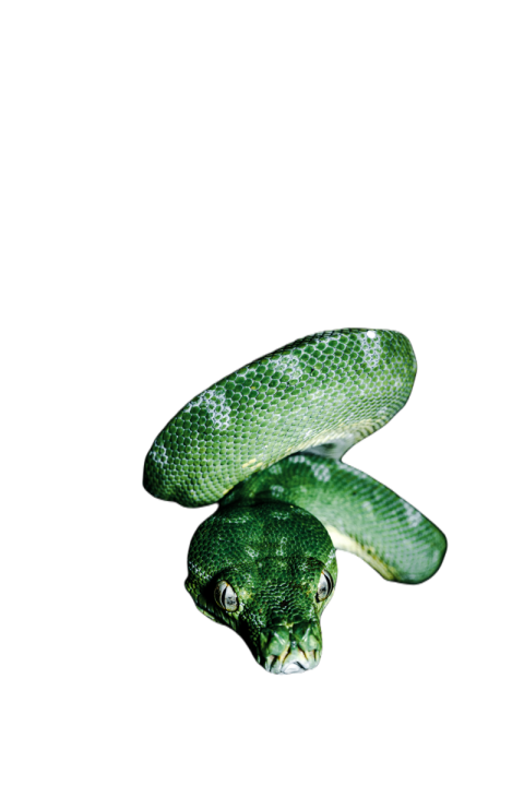 Snake png file free download (frefile com) 49