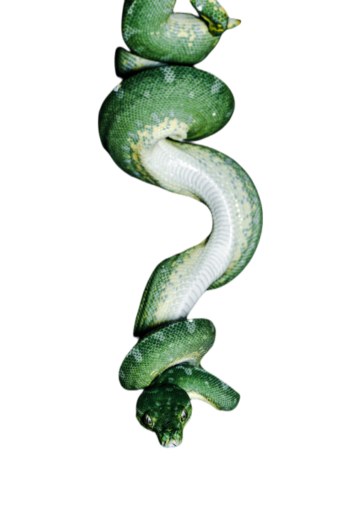 Snake png file free download (frefile com) 50