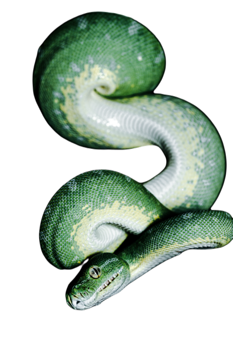 Snake png file free download (frefile com) 51