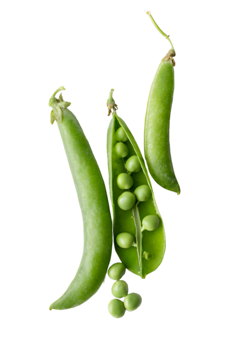 Vegetables png file free download (frefile com) 63