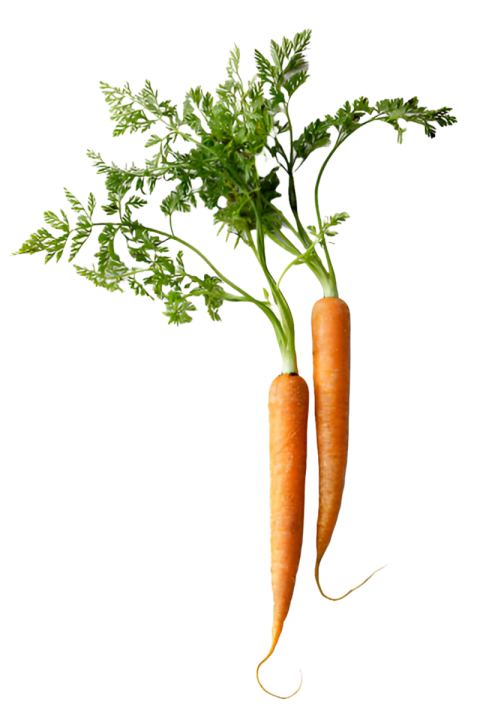 Vegetables png file free download (frefile com) 194