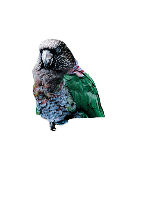 Parrots in the world png file 326