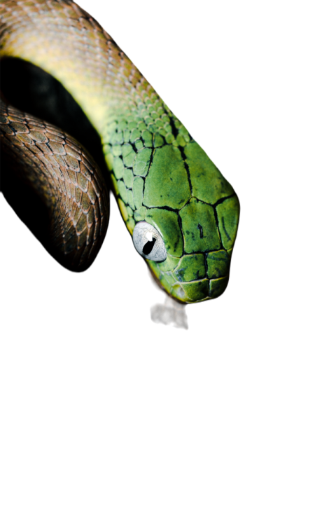 Snake png file free download (frefile com) 8