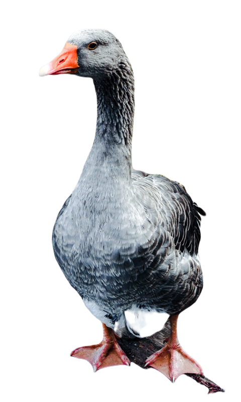 Duck png file, animal free download (frefile com) 25