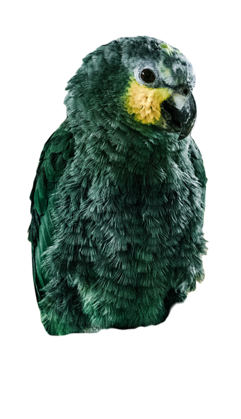 Parrots in the world png file 333