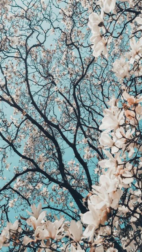 Phone Wallpaper (95)